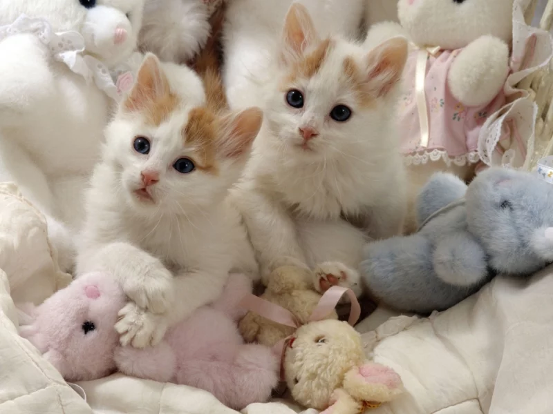котята, игрушки