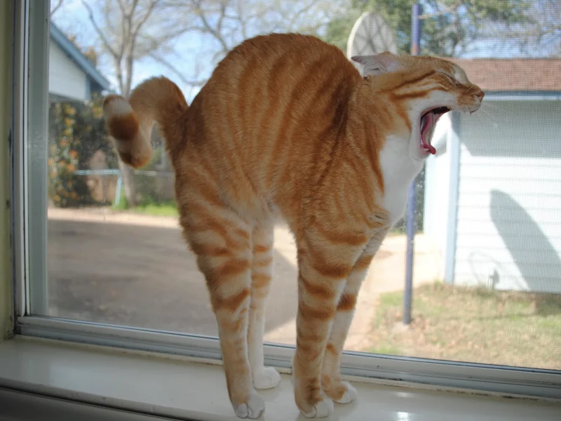 кошка, подоконник