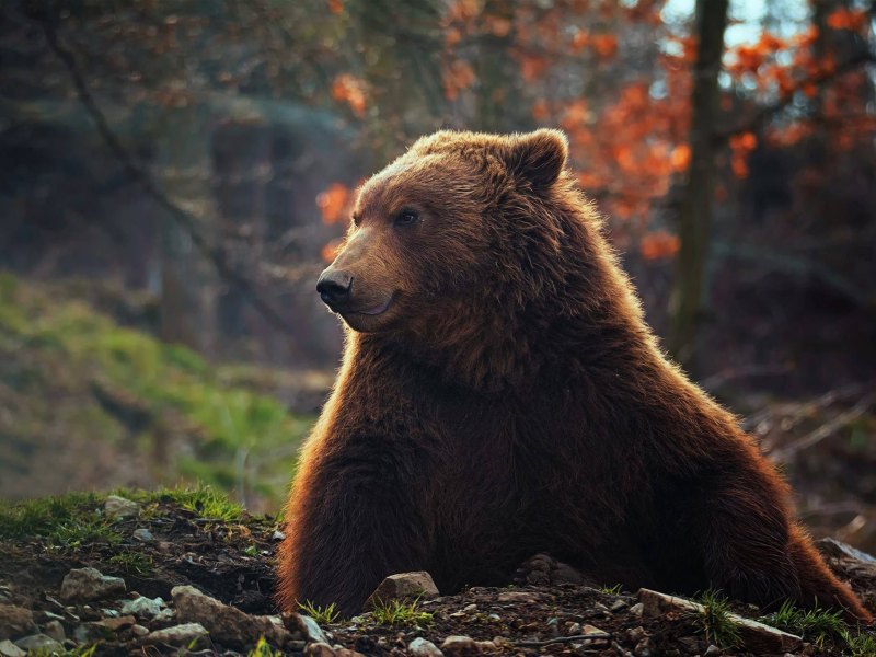 медведь, взгляд, смотрит