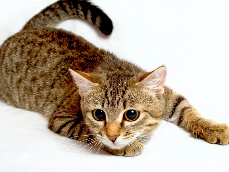 кошка, взгляд, животное