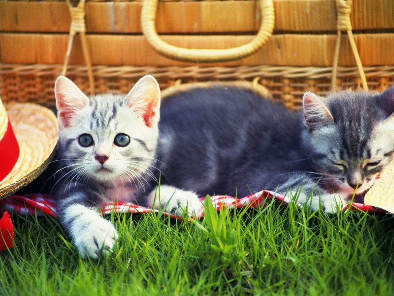 котята, взгляд, животные