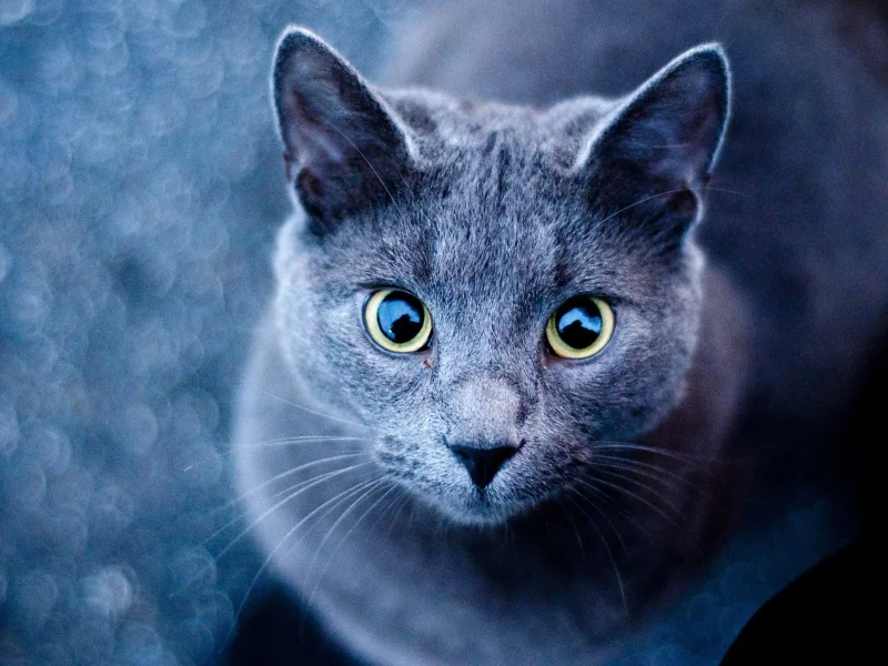 кот, взгляд, глаза