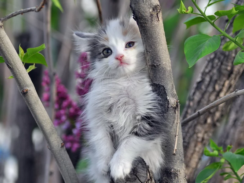 котёнок, маленький, ветки