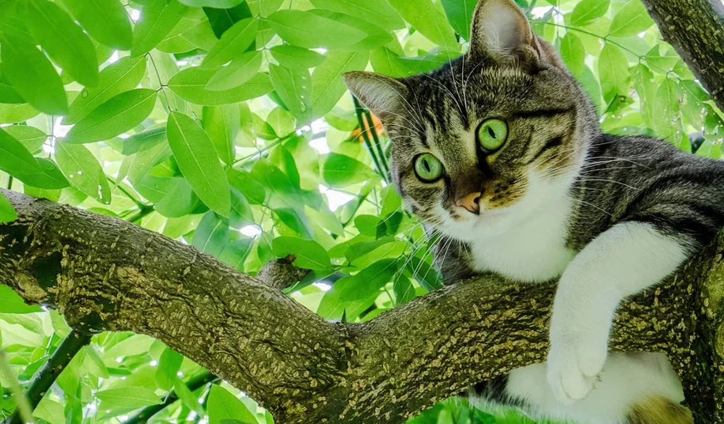 кот, взгляд, животное, на дереве