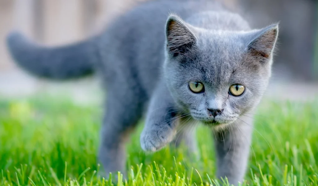 кошка, животное, трава