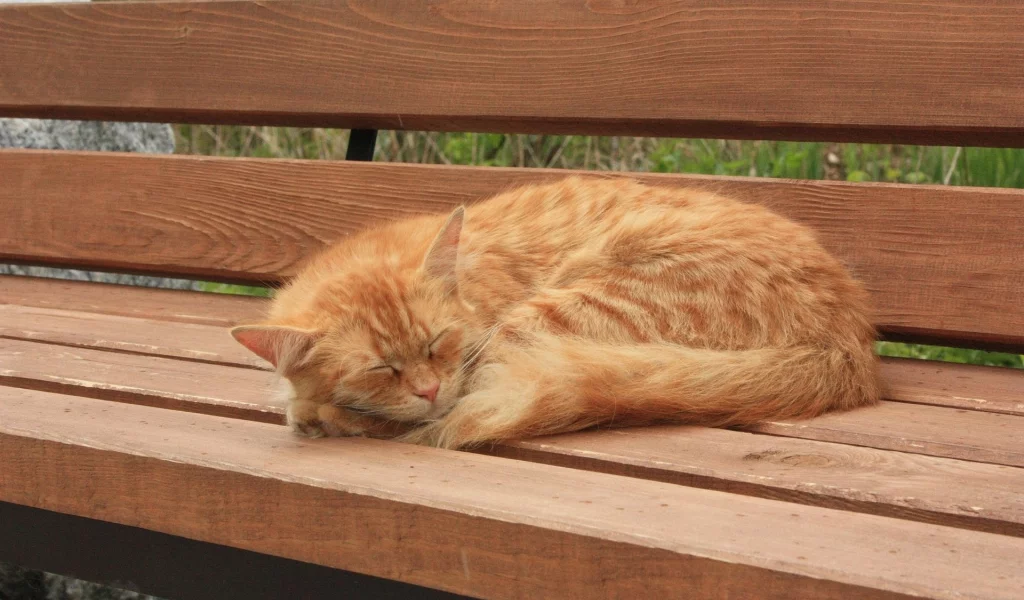 кот, рыжий, спит