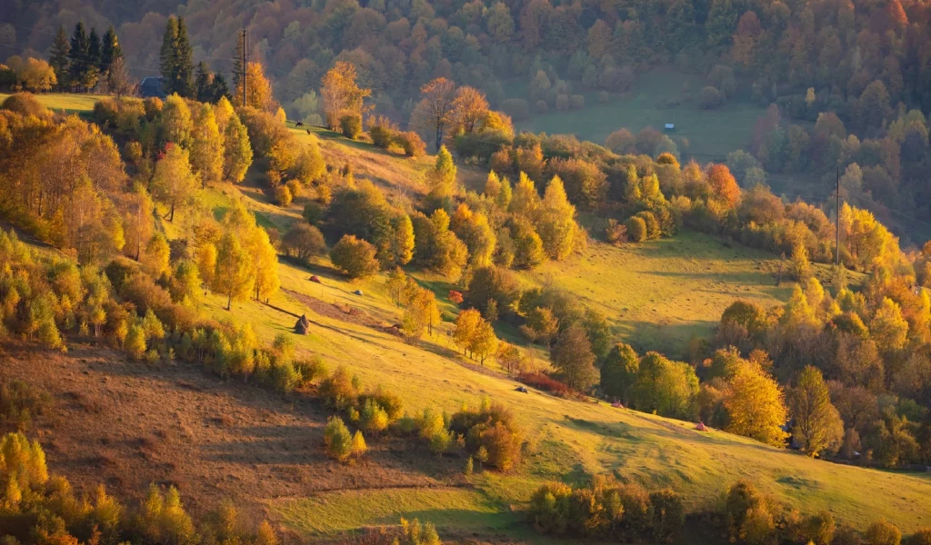 природа, горы, осень, карпаты, лес