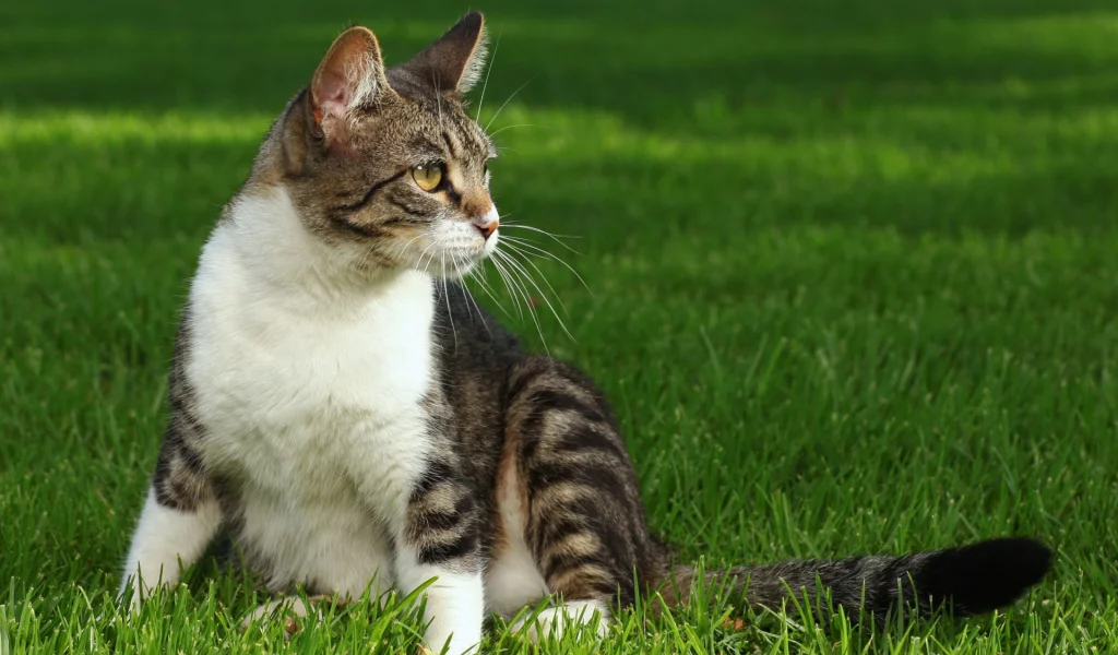 кошка, животное, сидит на траве