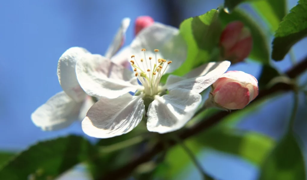 природа, цветы