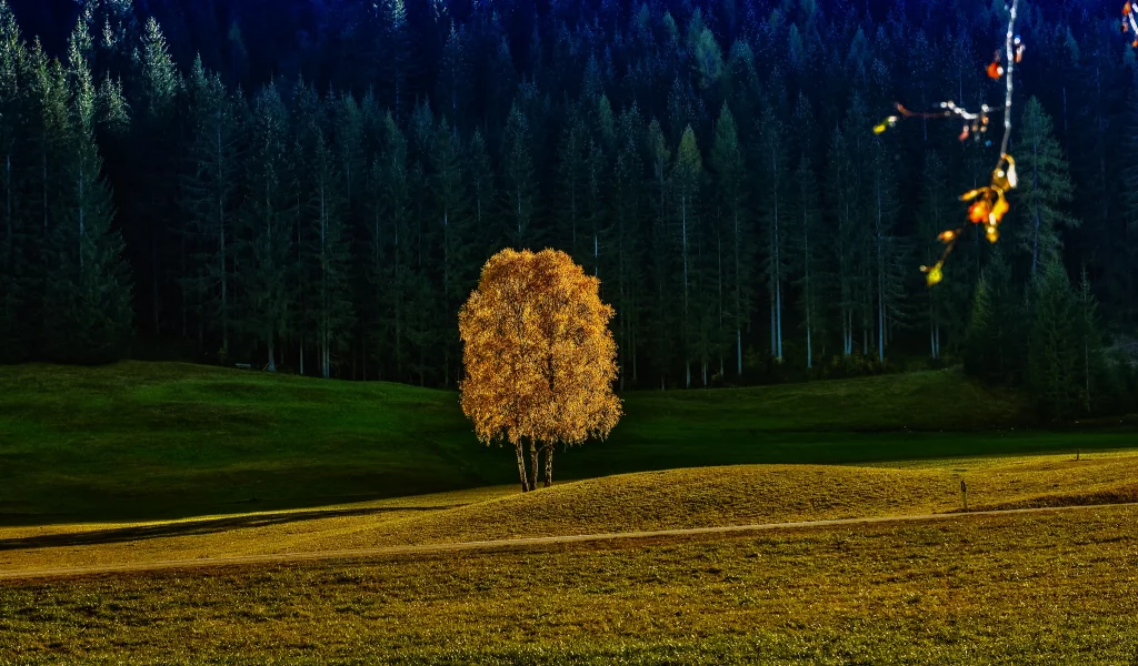 природа, лес, дерево, осень
