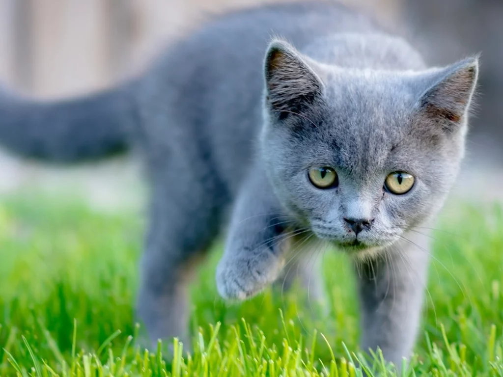 кошка, животное, трава