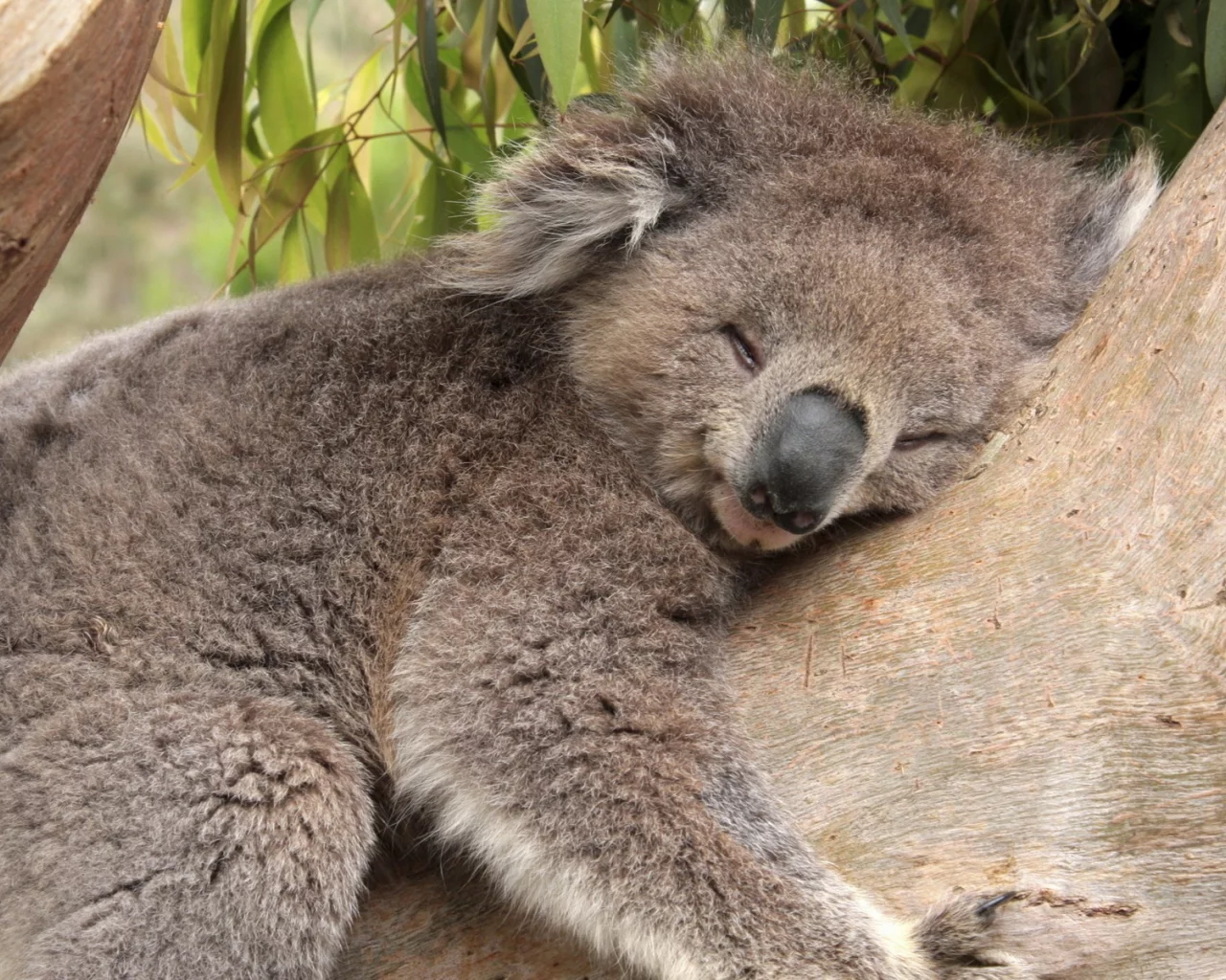 коала, дерево, спит