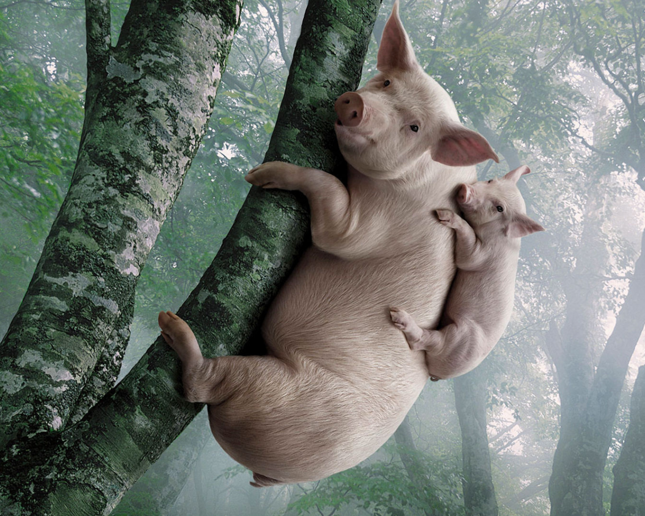 свинья, на дереве
