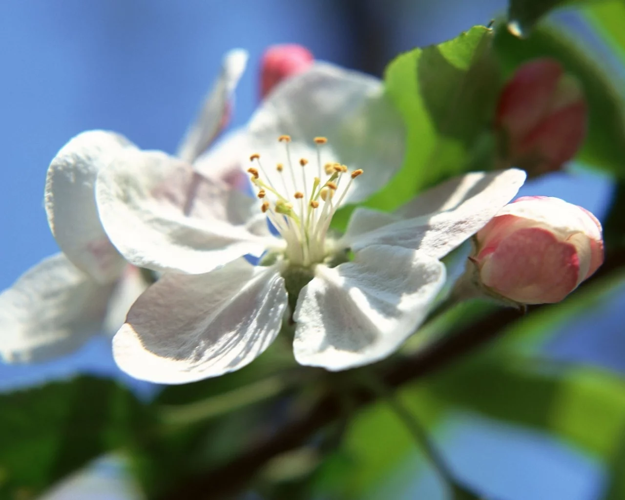 природа, цветы