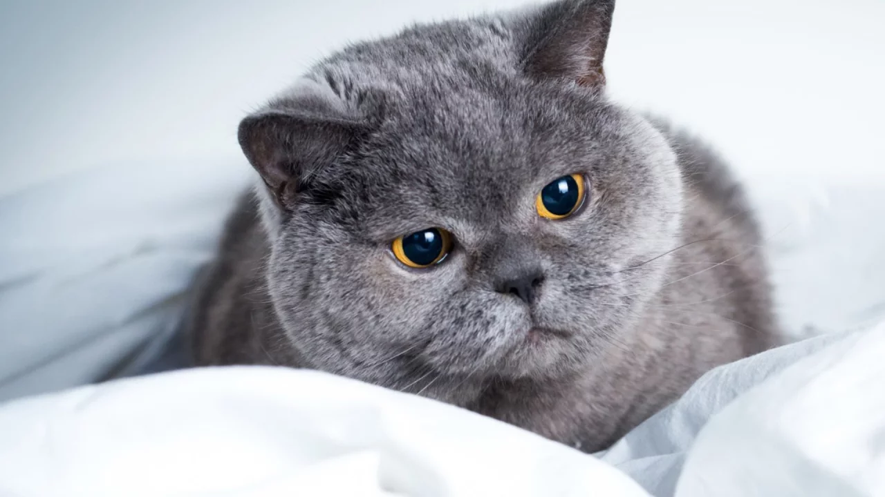 кот, серый, взгляд