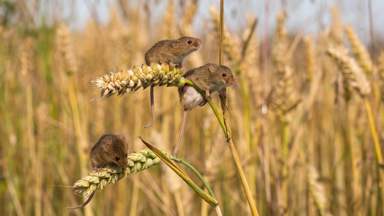 мыши, полевые мыши, пшеница