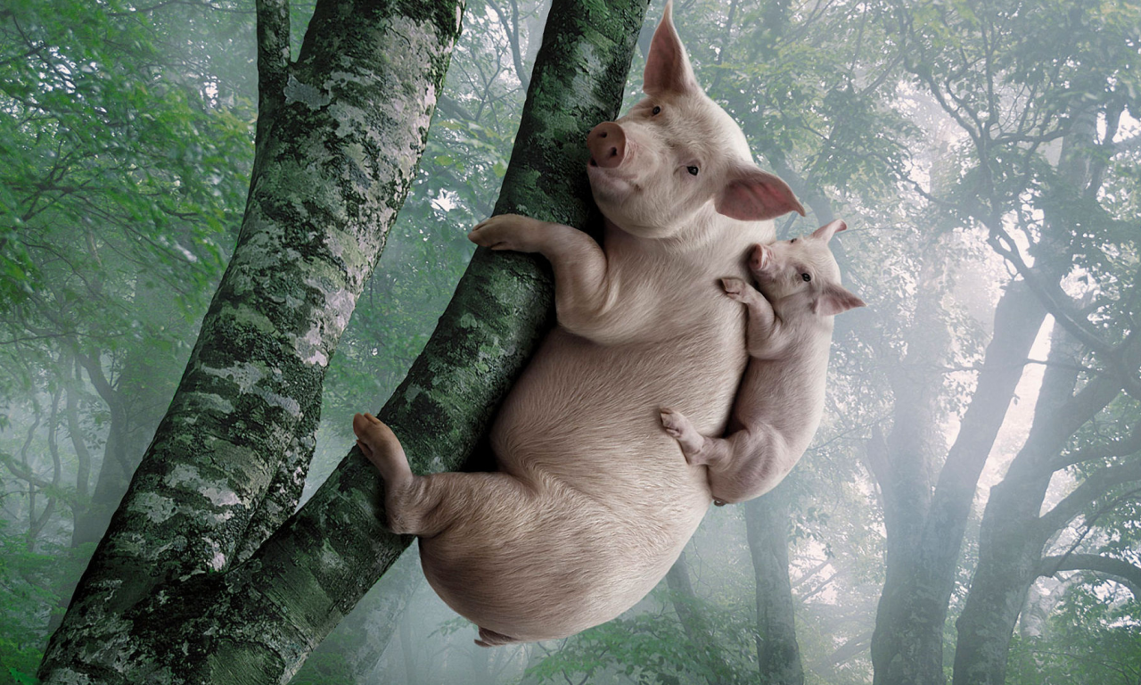 свинья, на дереве