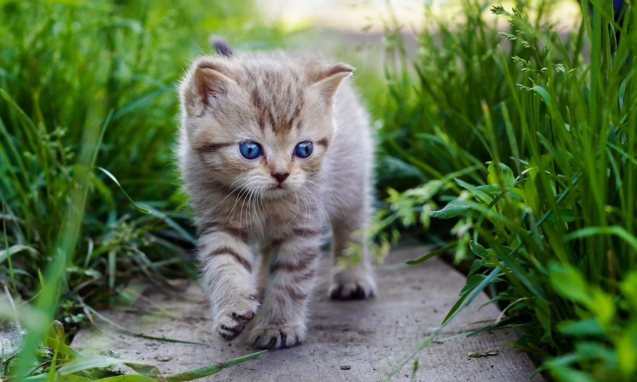 котенок, милый, взгляд, трава