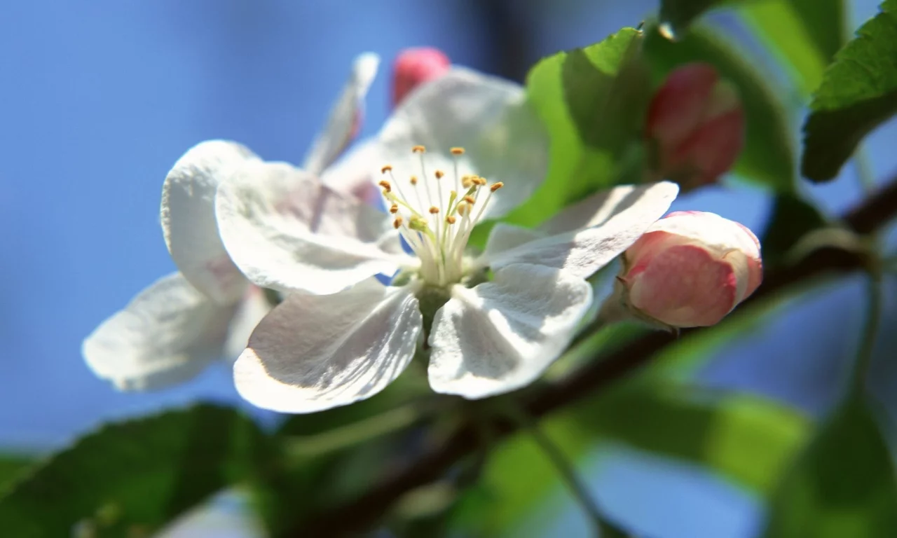 природа, цветы