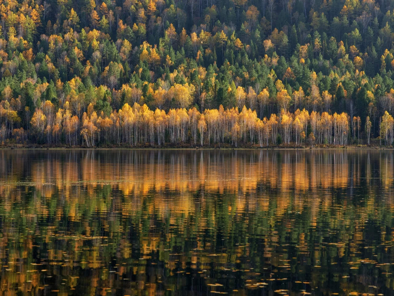 лес, озеро