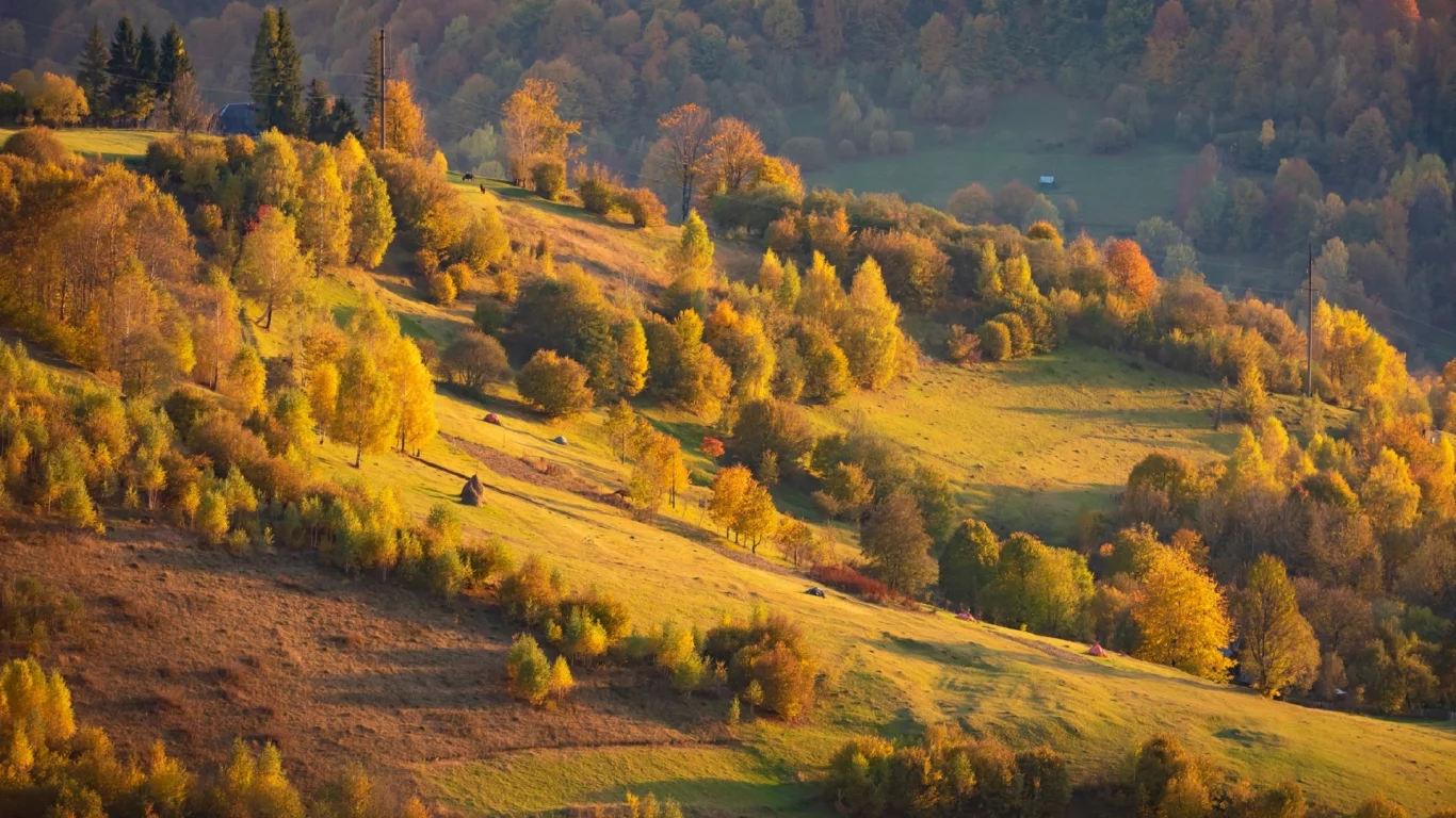 природа, горы, осень, карпаты, лес