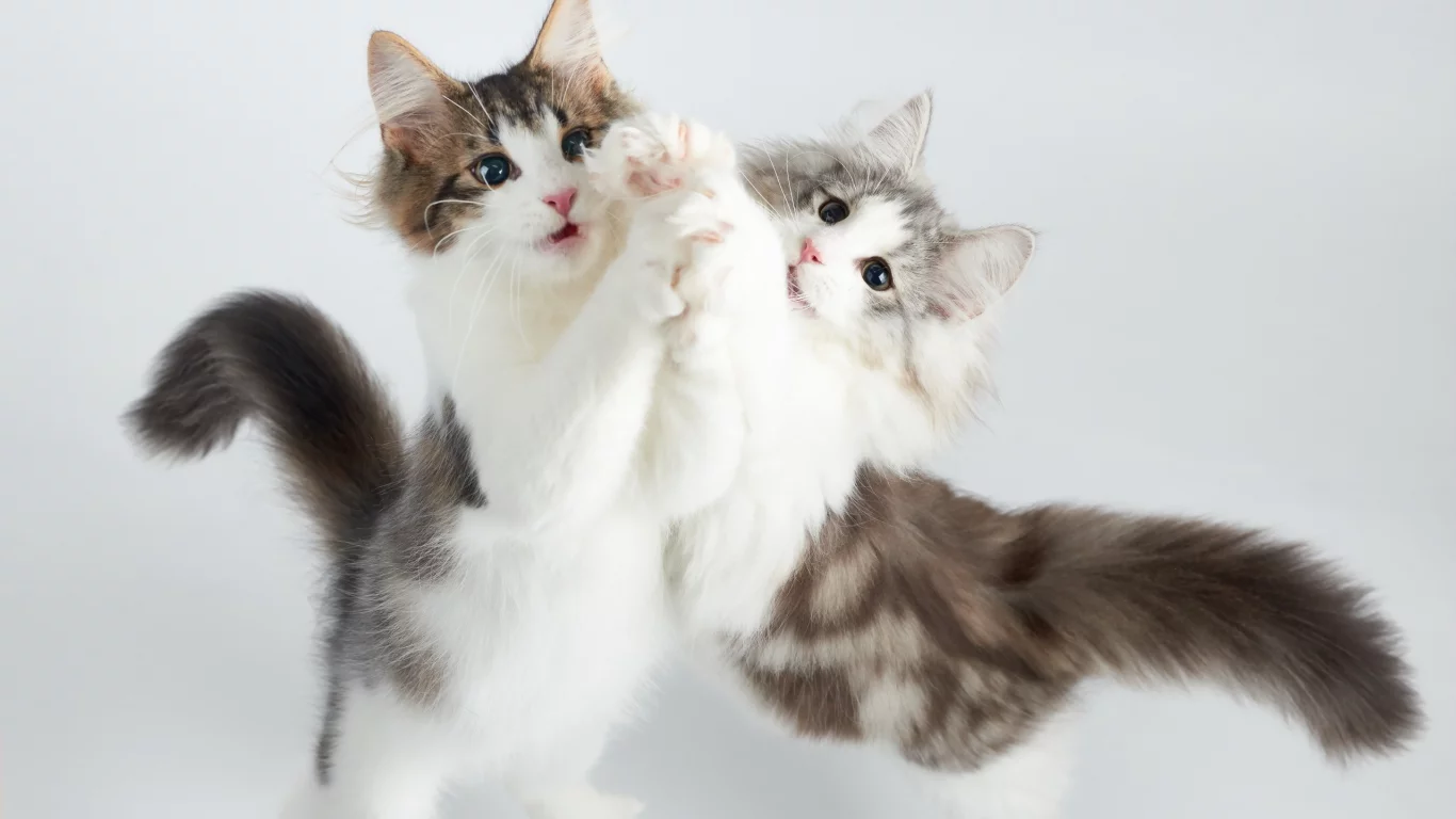 котята, игра