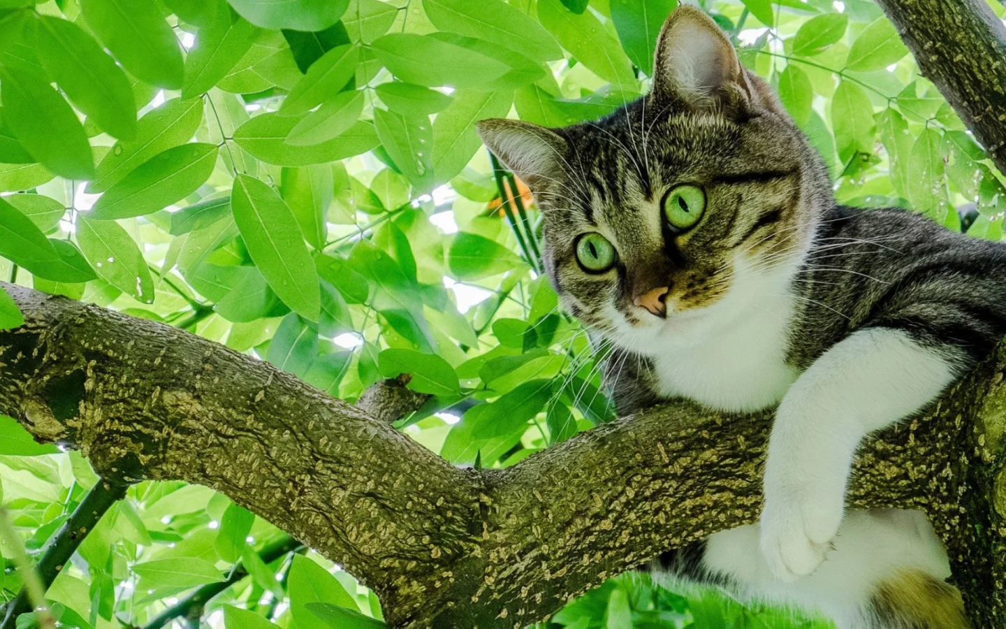 кот, взгляд, животное, на дереве