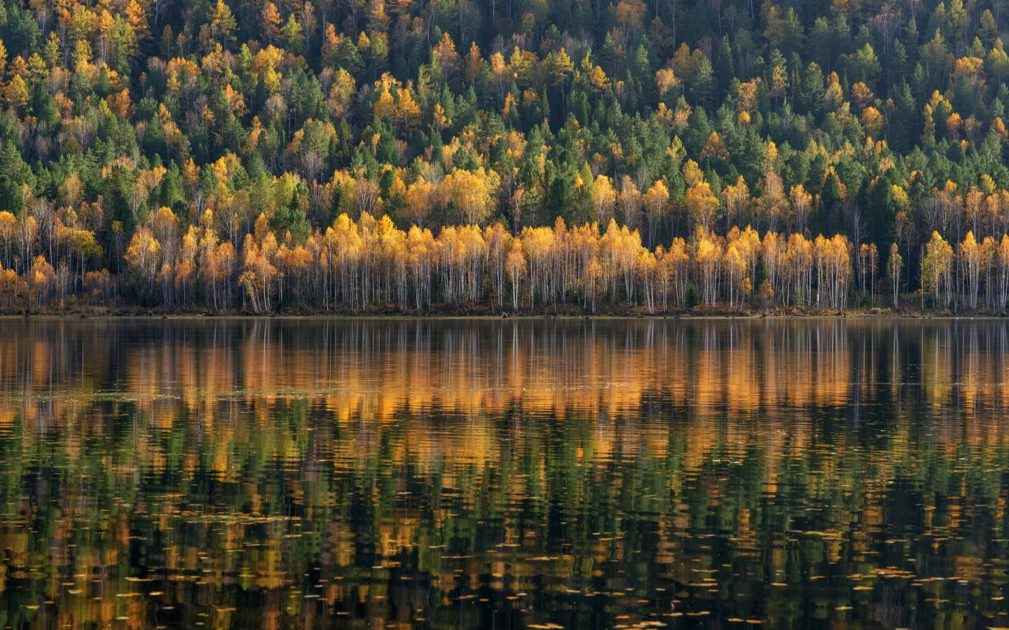 лес, озеро