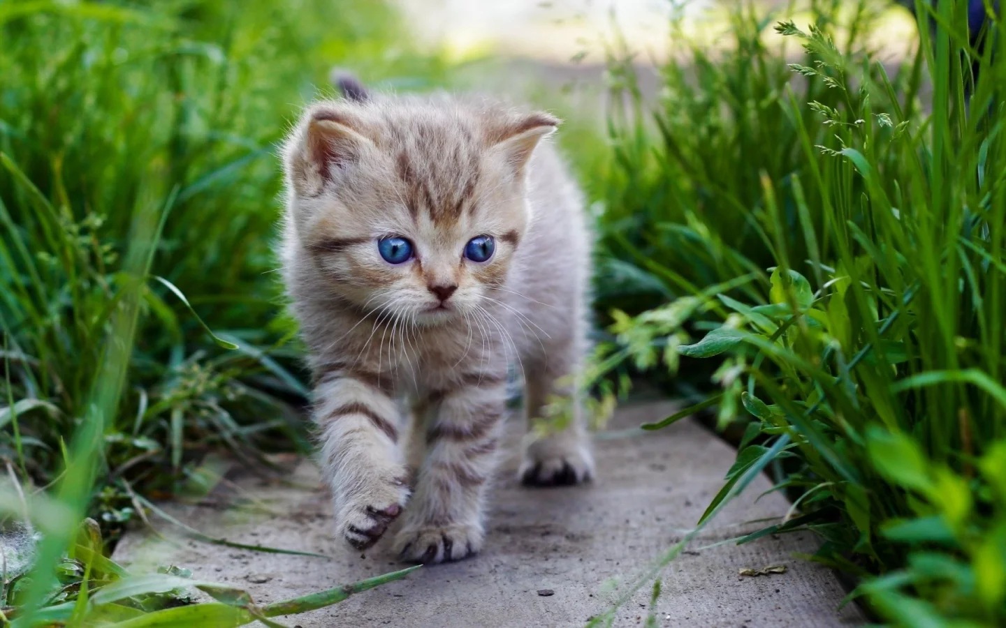 котенок, милый, взгляд, трава