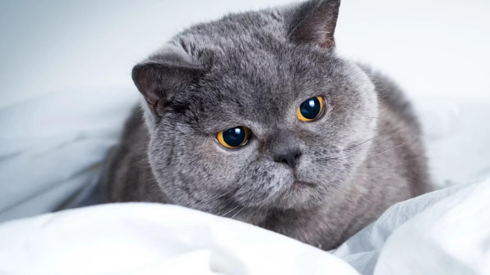 кот, серый, взгляд