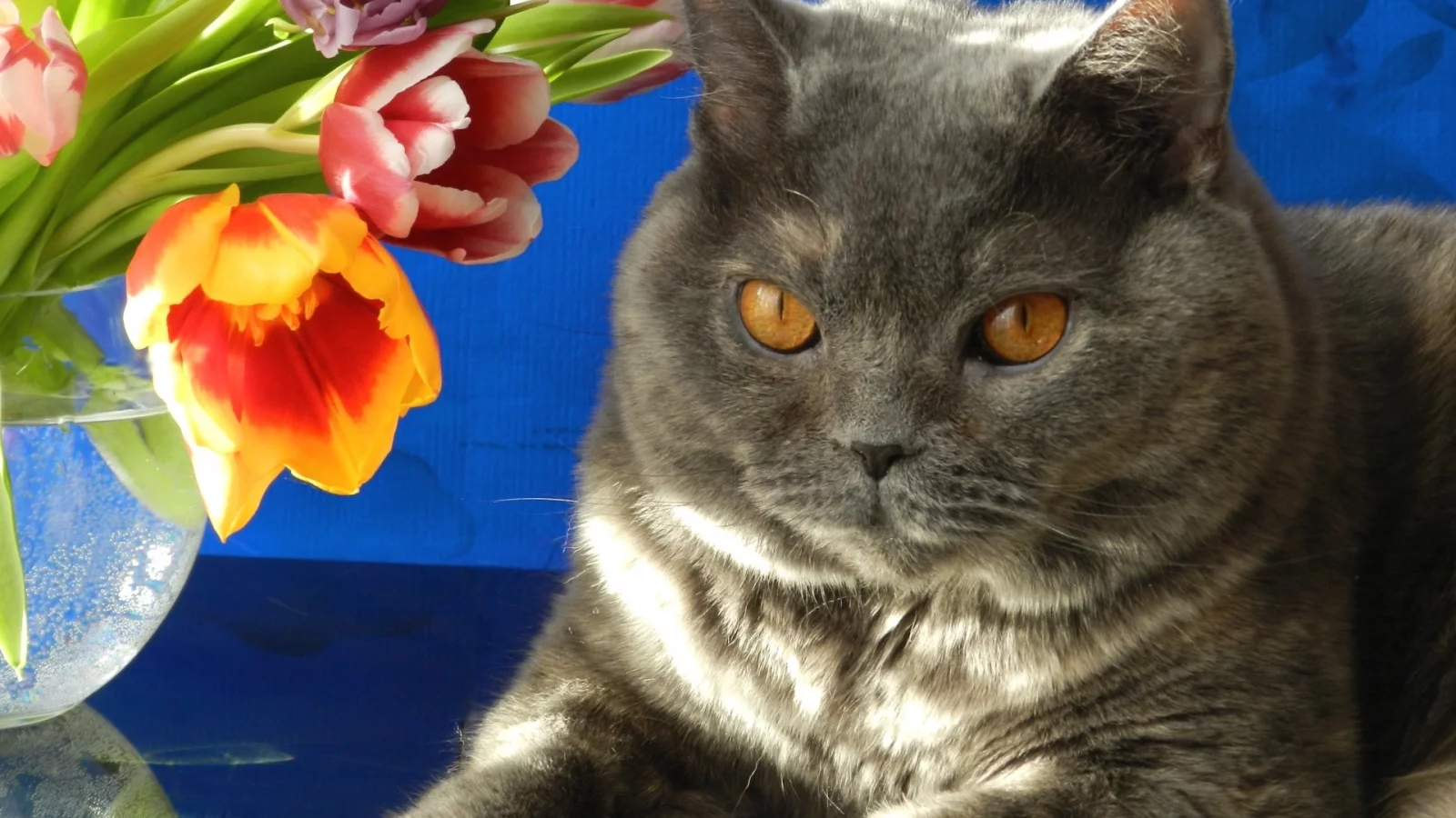кот, взгляд, фон, кошка