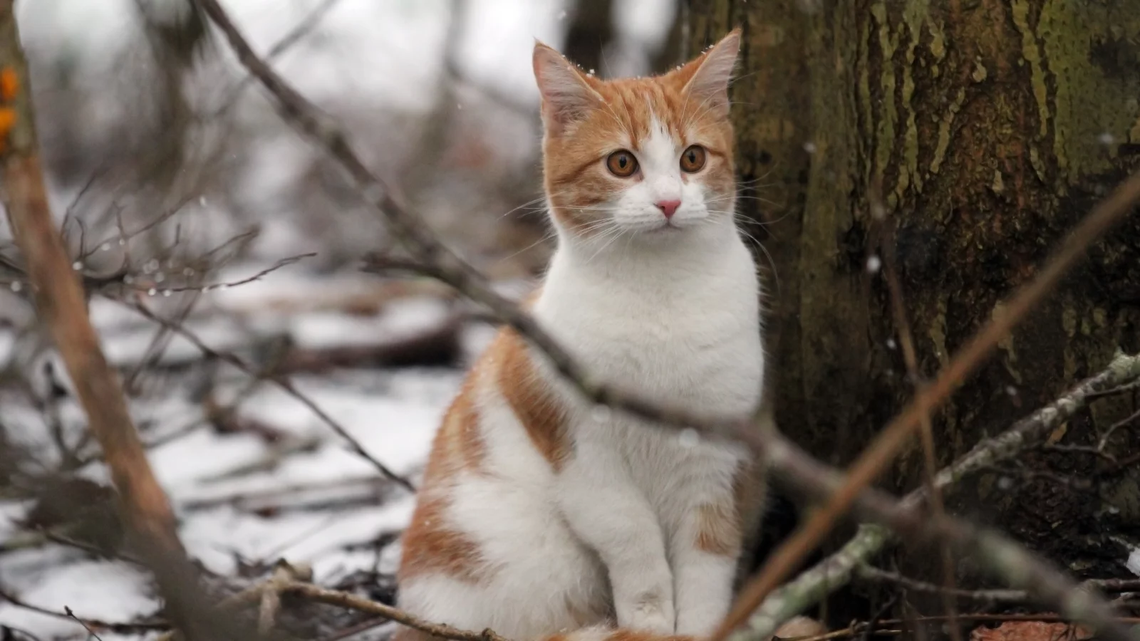кошка, животные, взгляд