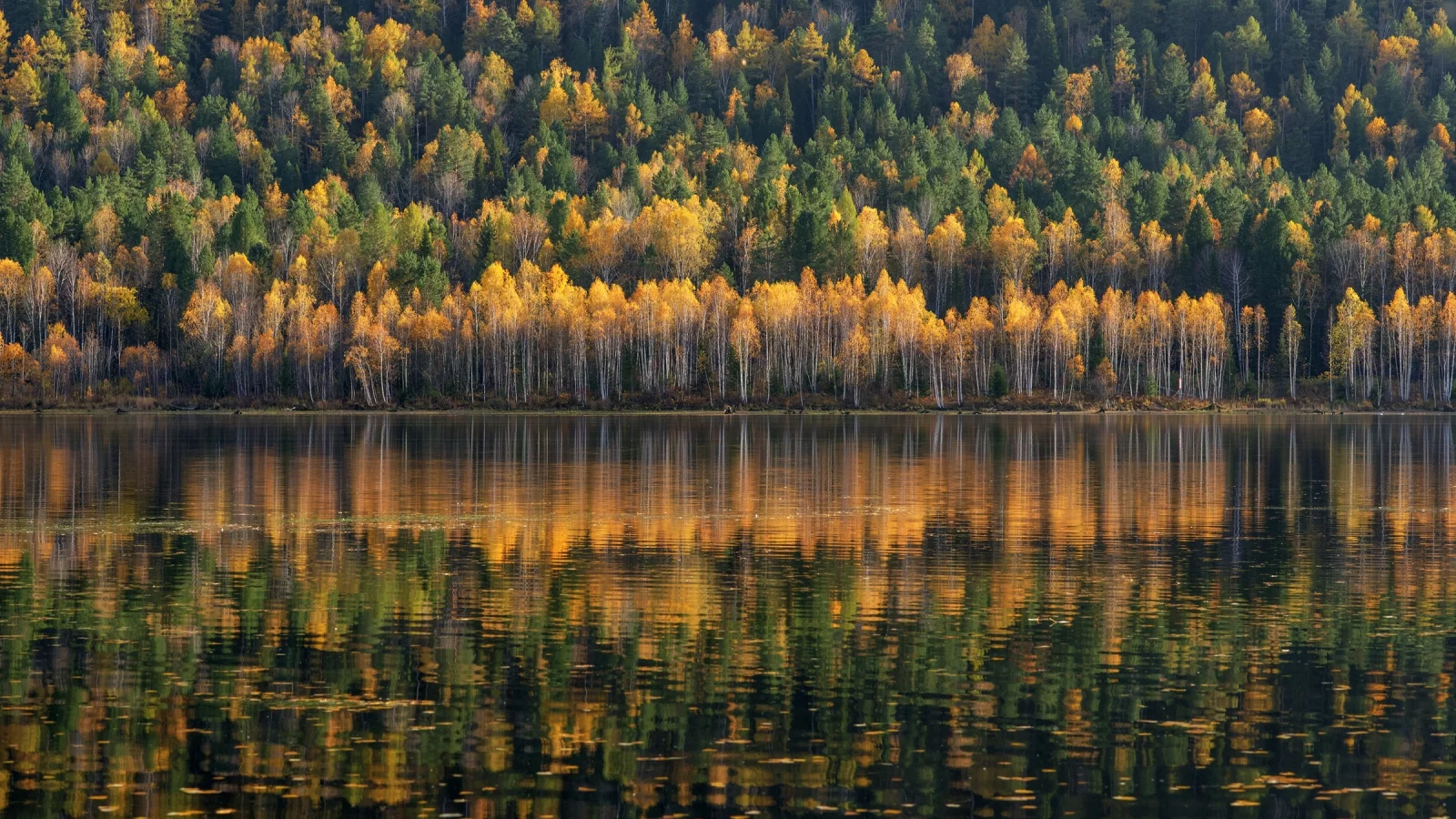 лес, озеро
