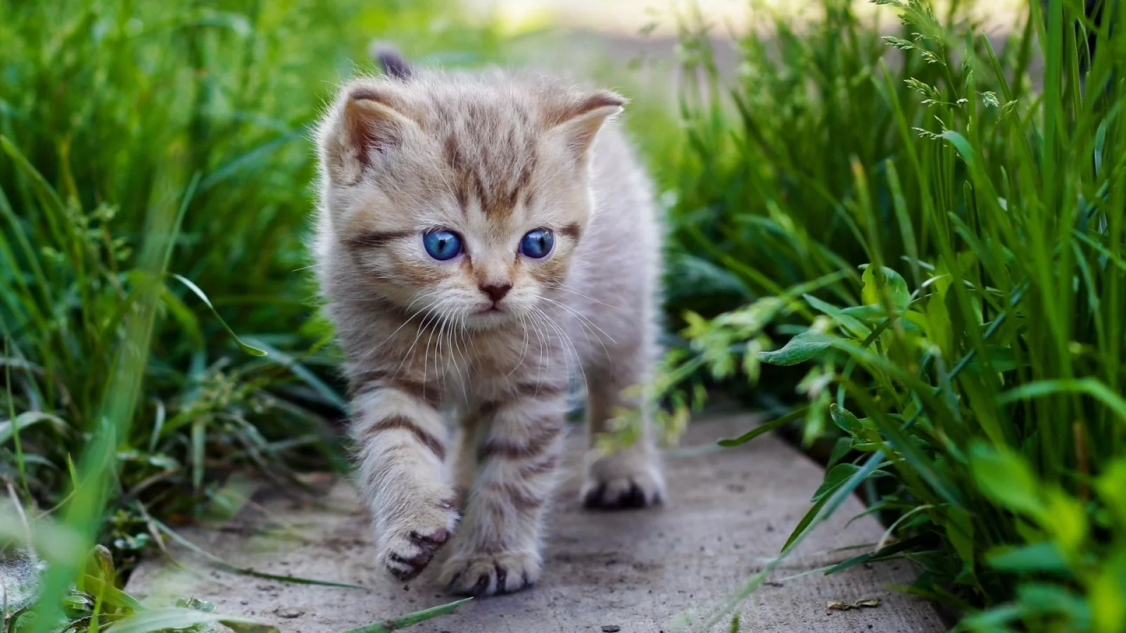 котенок, милый, взгляд, трава