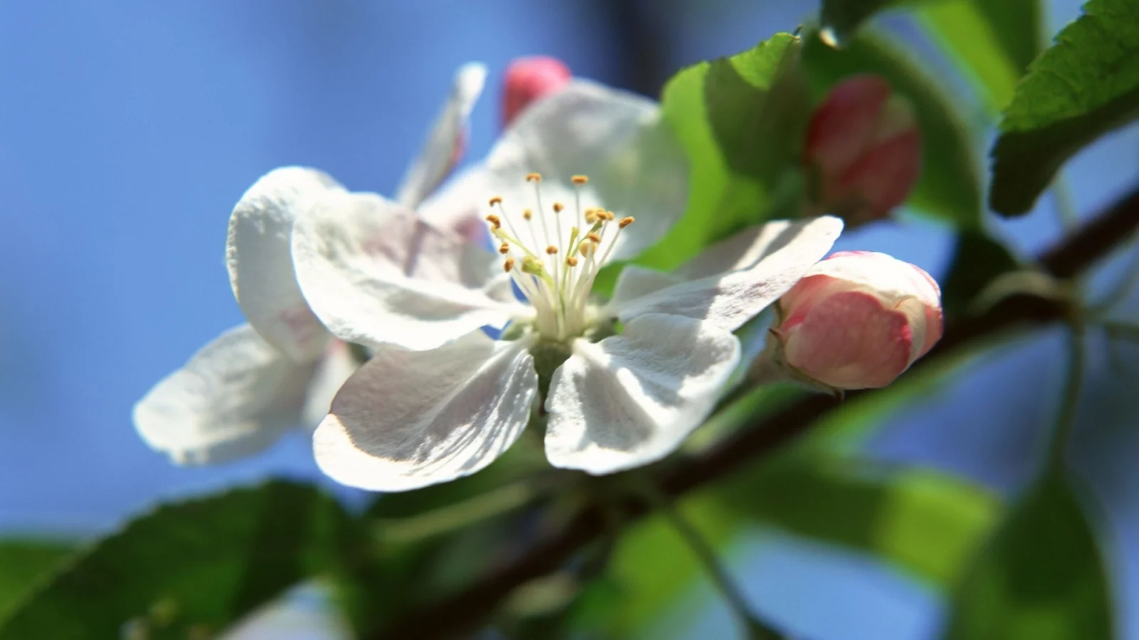 природа, цветы