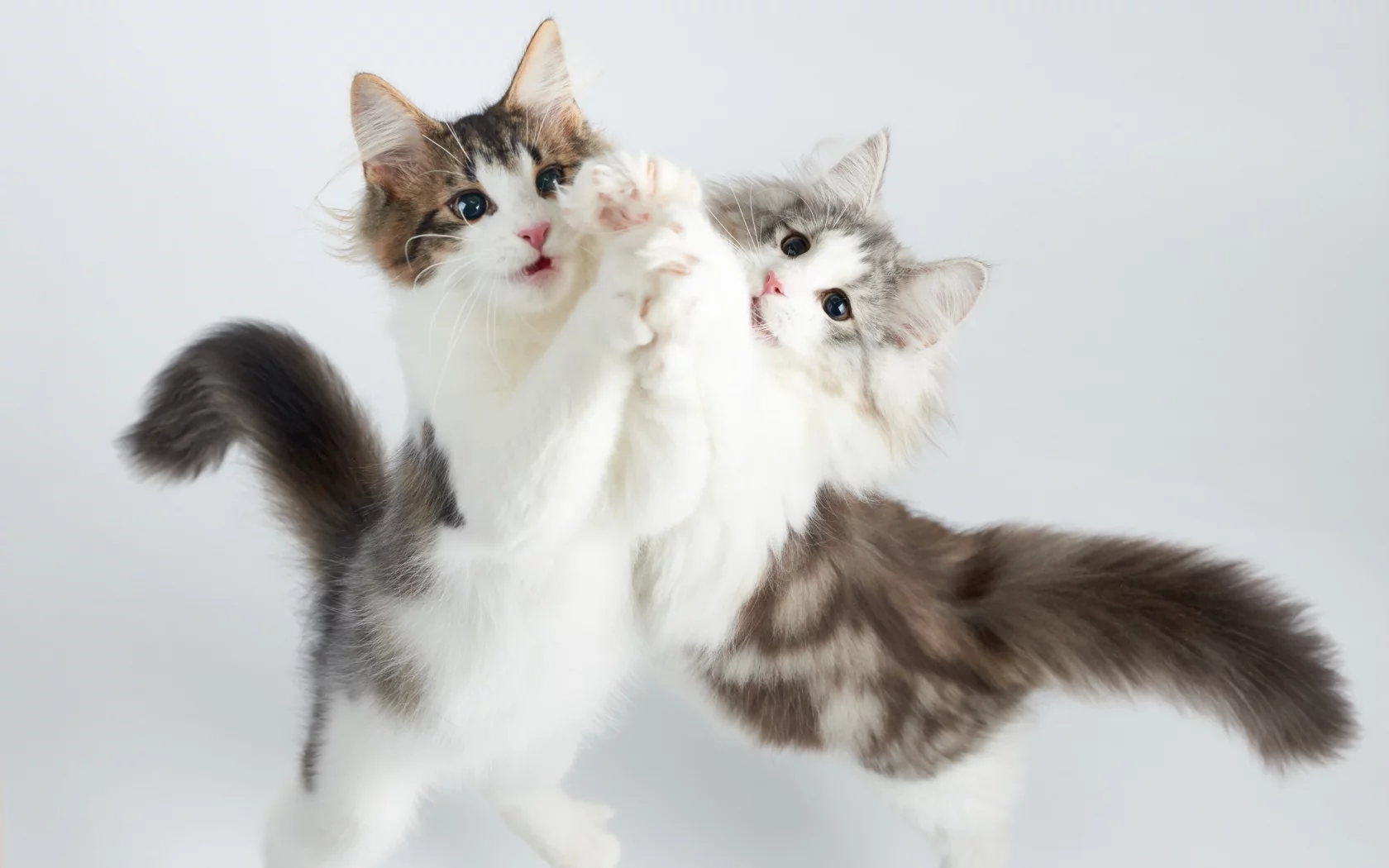 котята, игра
