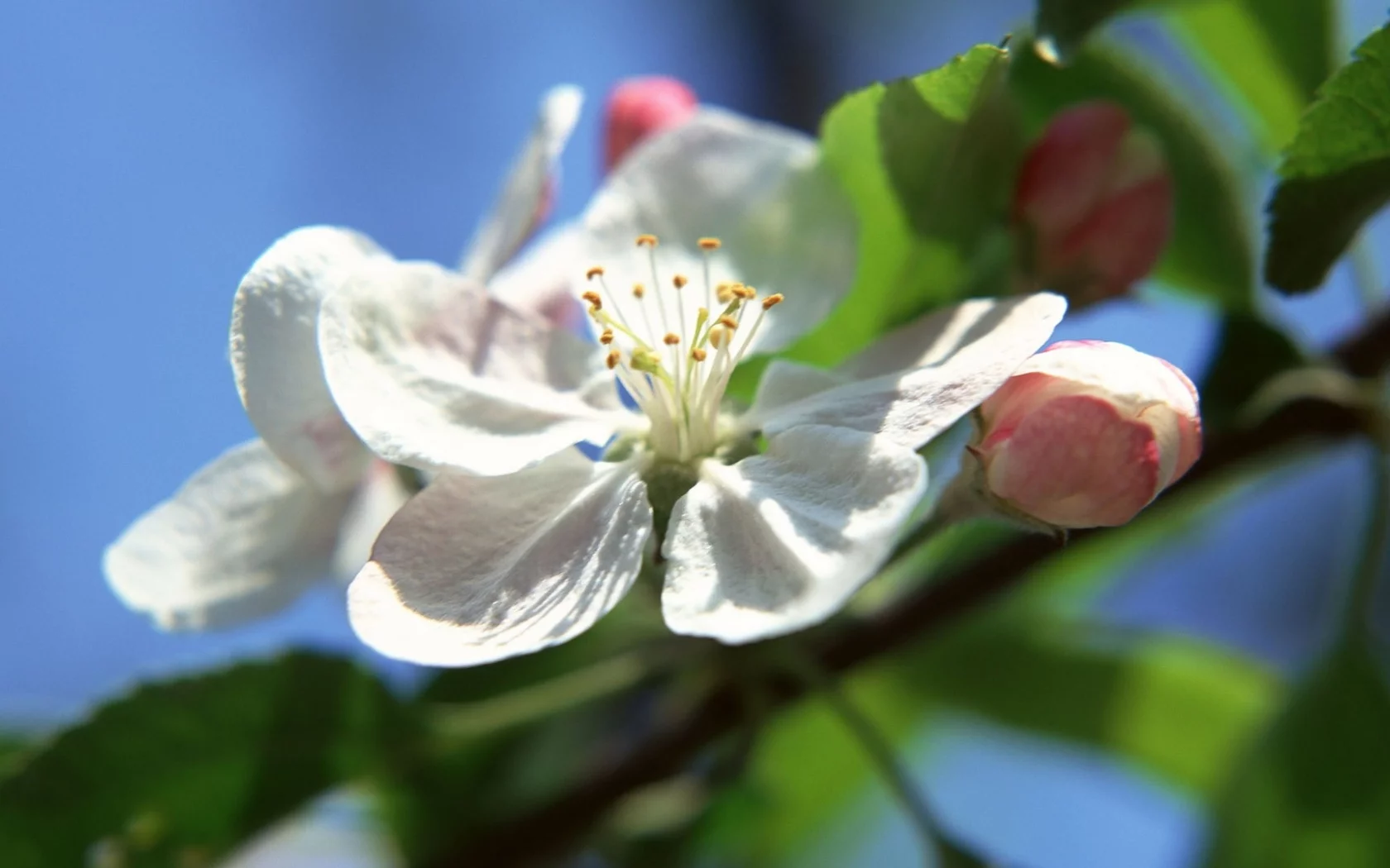 природа, цветы
