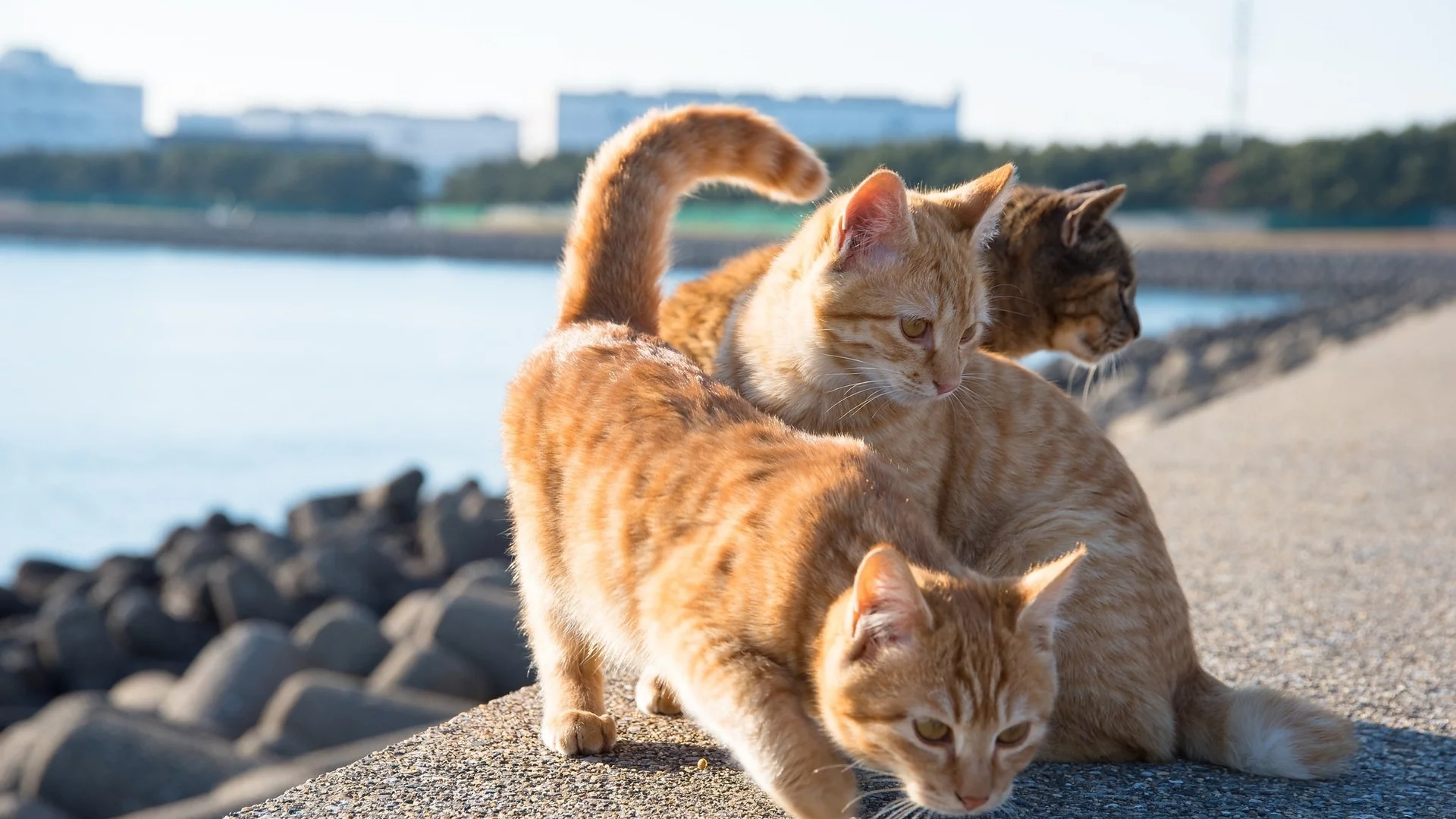 коты, хвосты