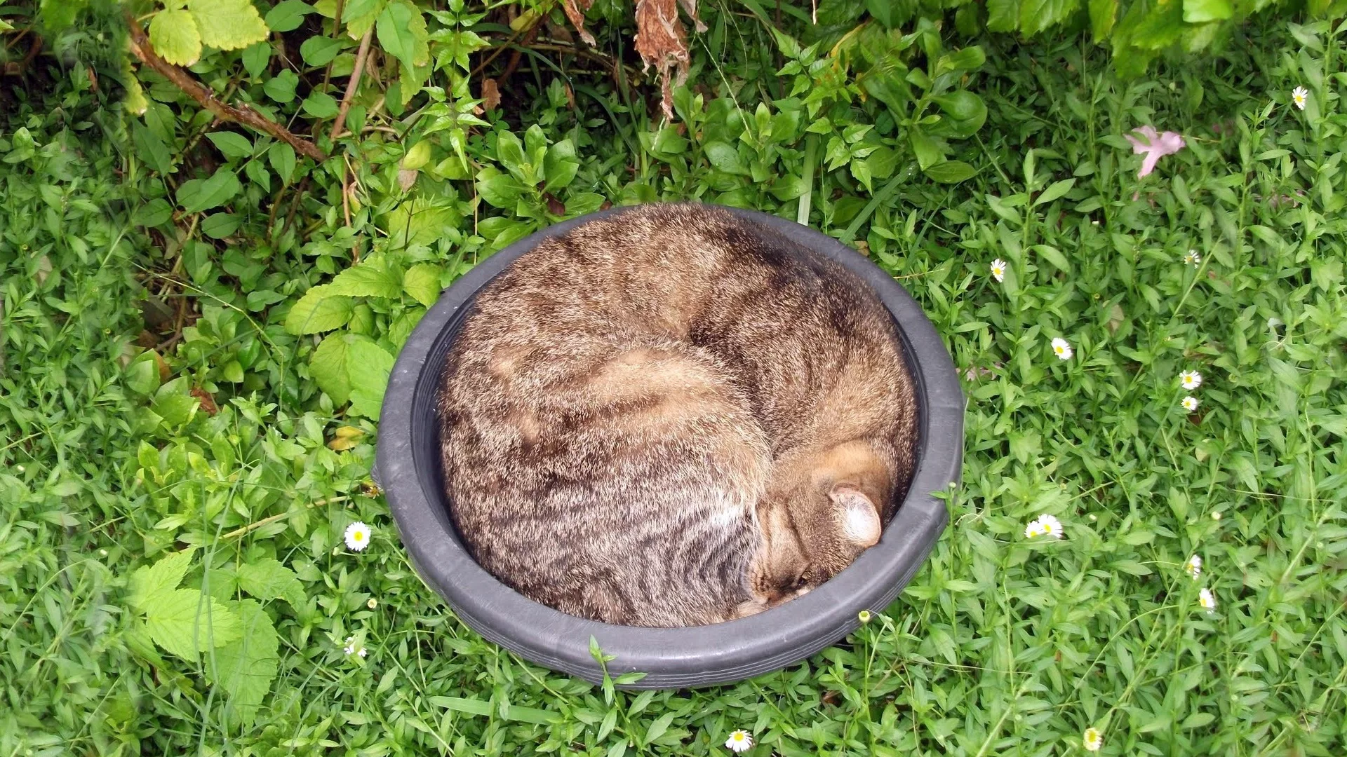 кот, трава