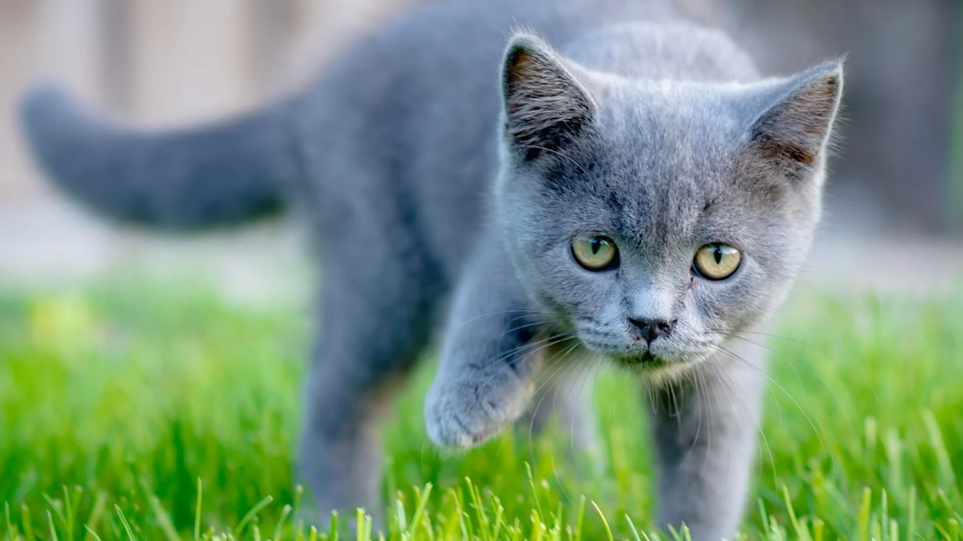 кошка, животное, трава