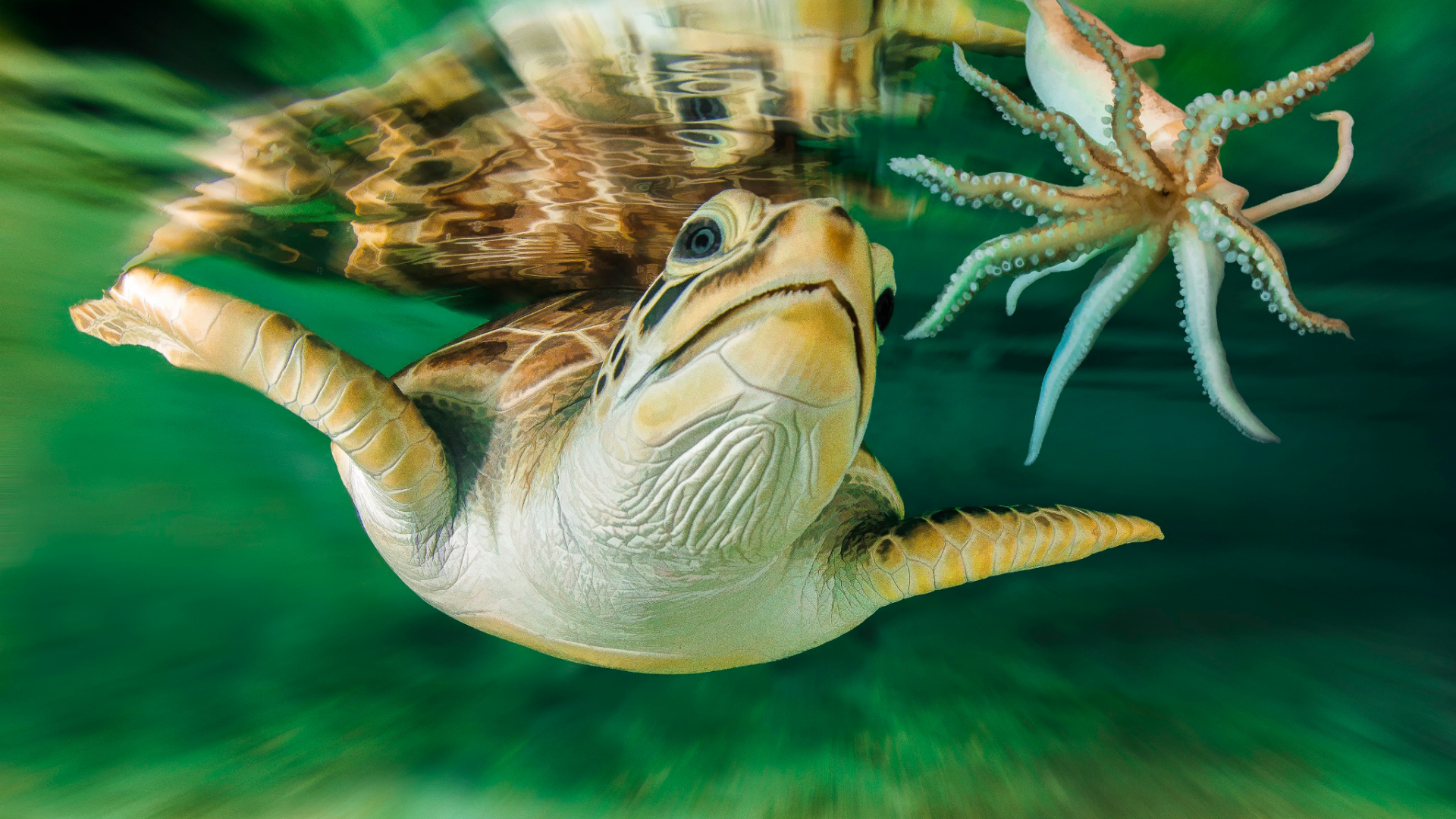 под водой, черепаха