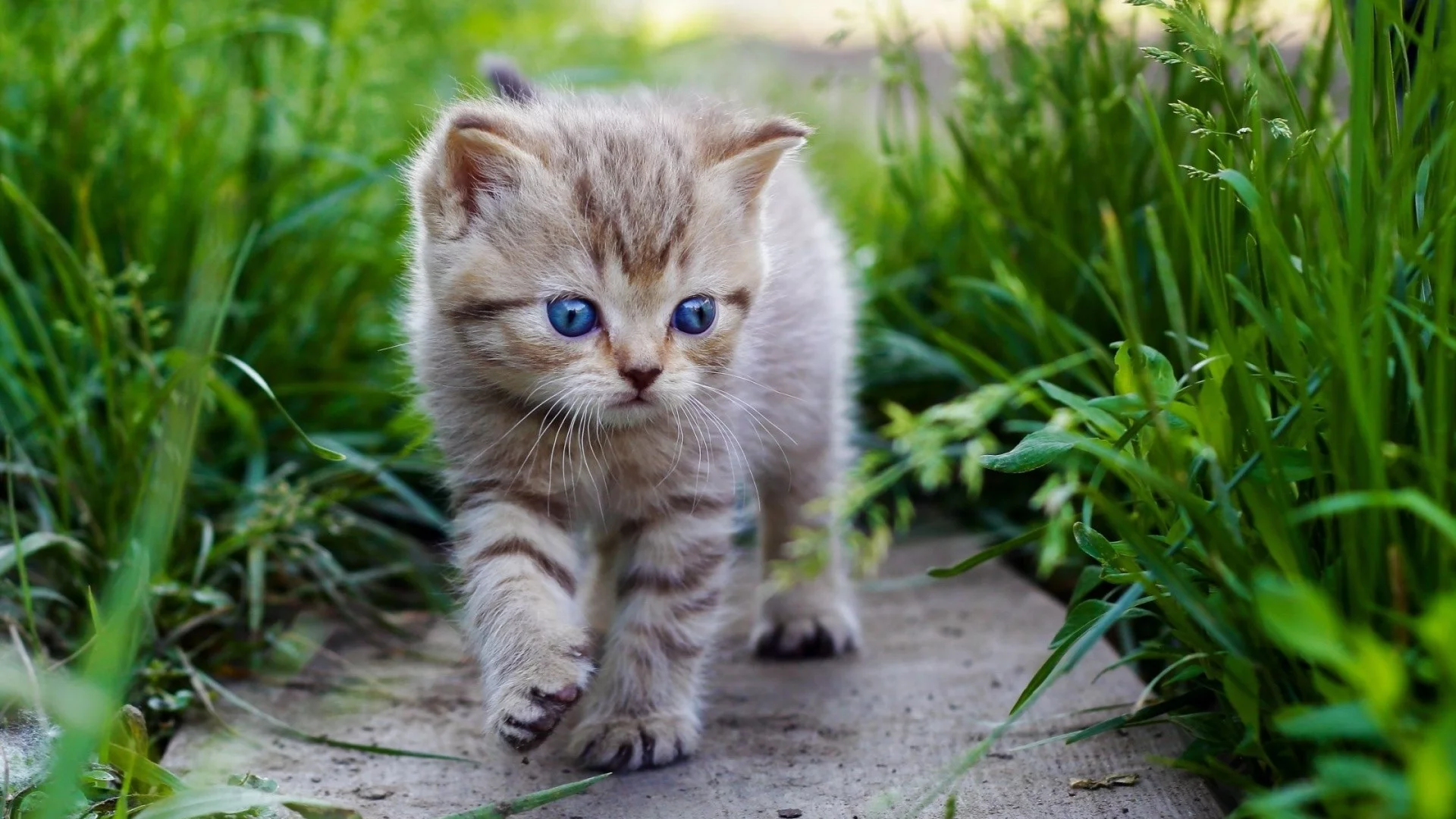 котенок, милый, взгляд, трава