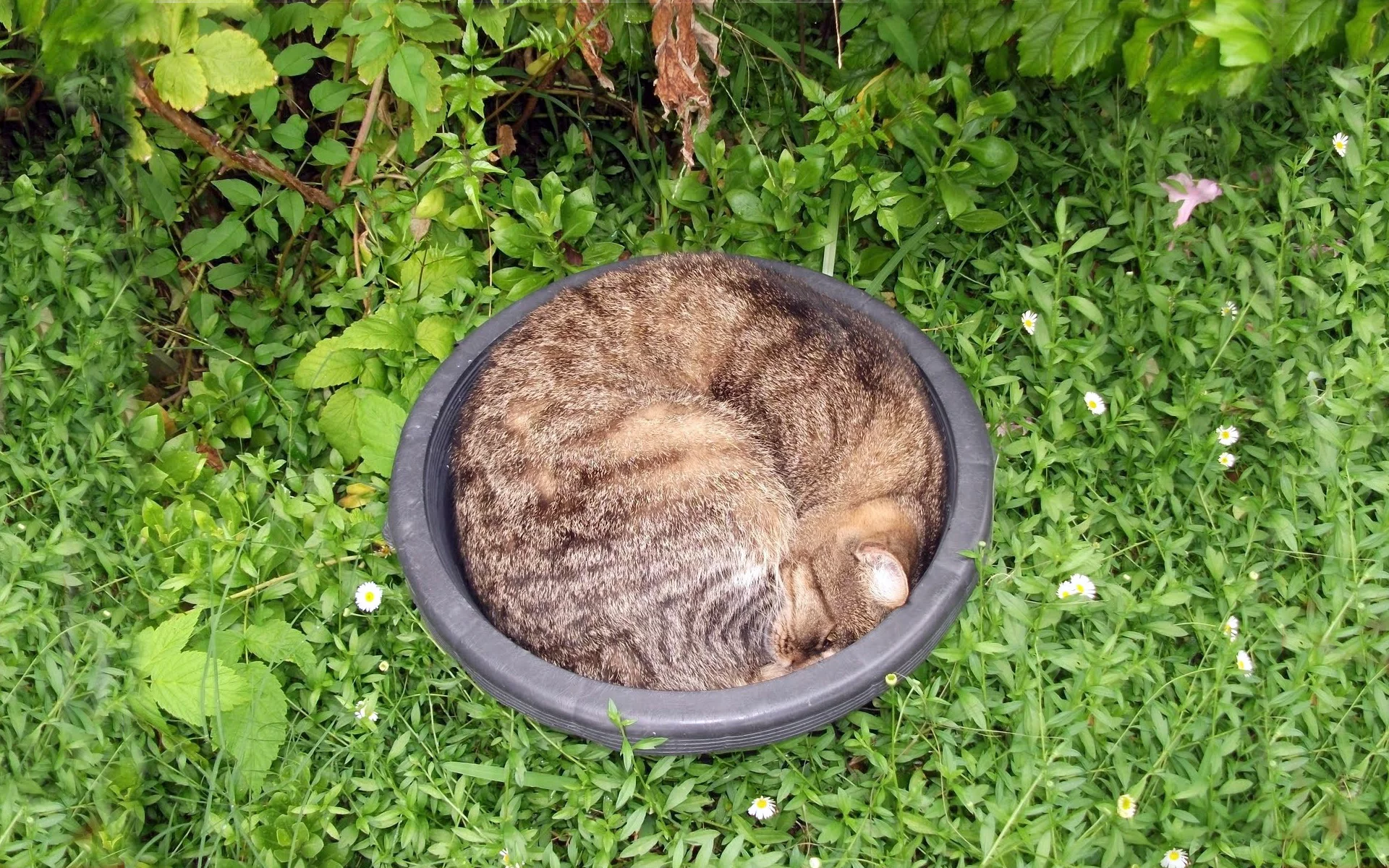 кот, трава