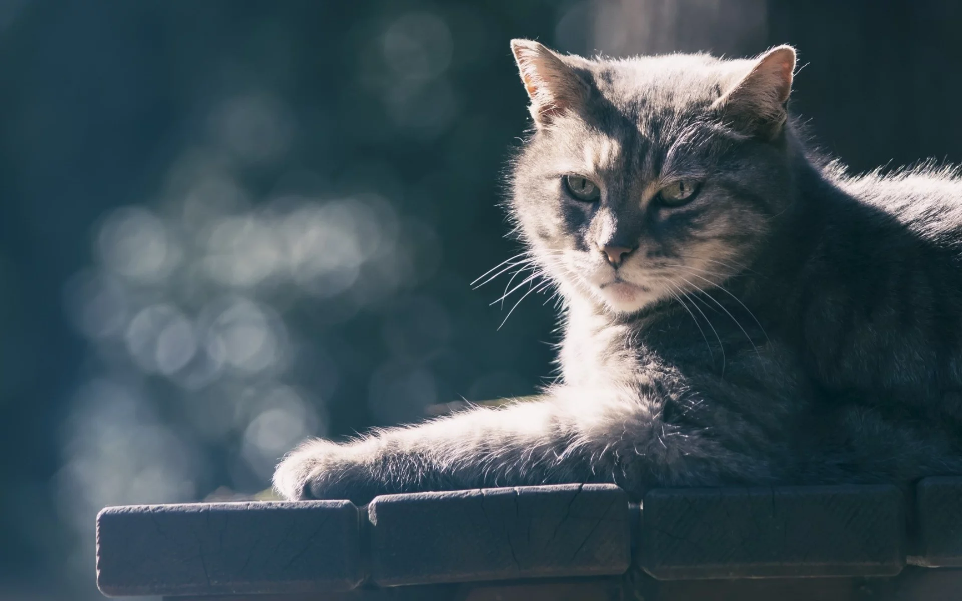 кот, взгляд, животное