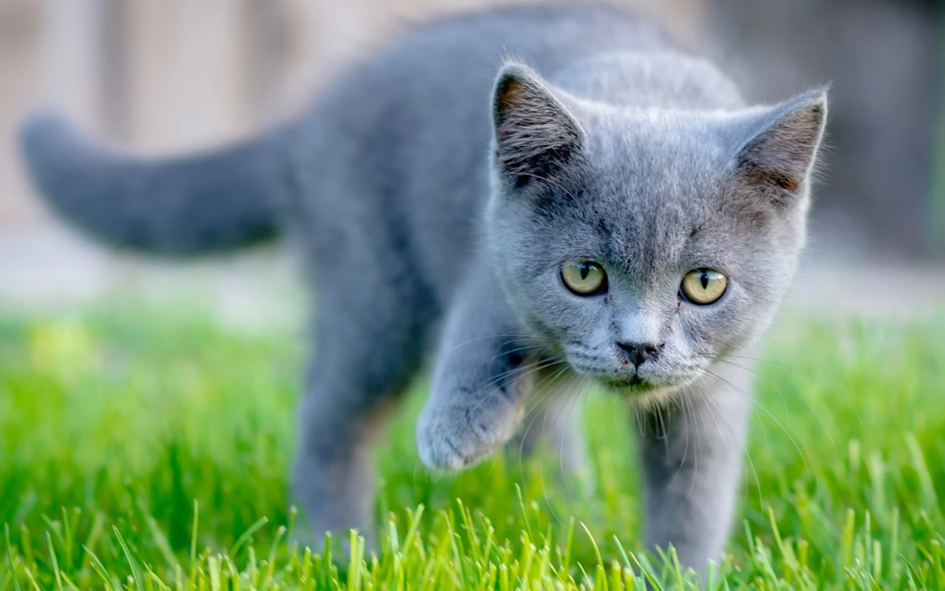 кошка, животное, трава