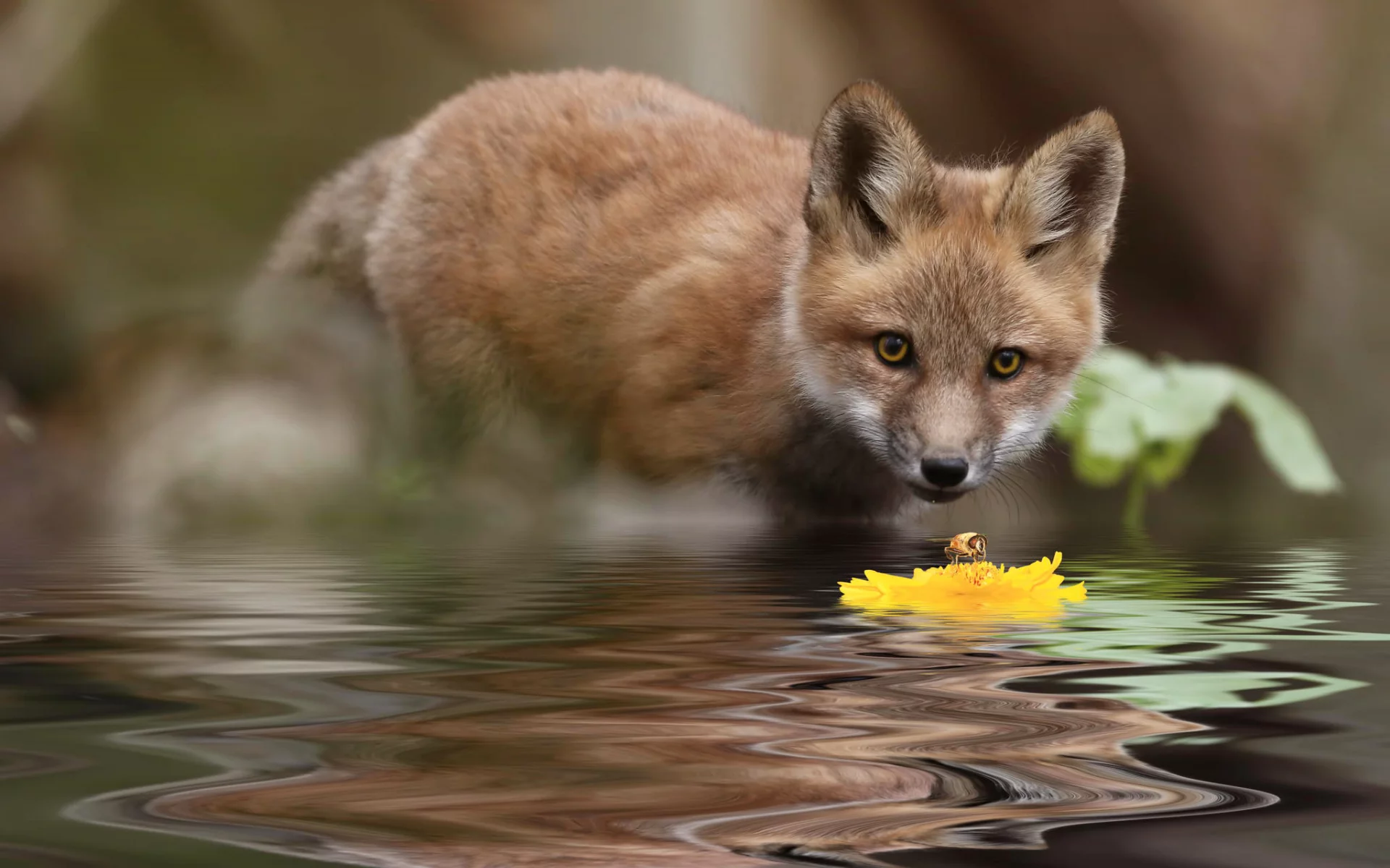 лиса, вода