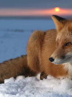 лиса, животные, снег