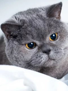 кот, серый, взгляд