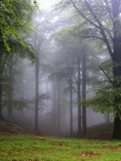 лес, деревья, туман