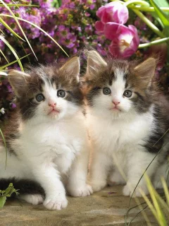 котята, маленькие, цветы